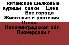 китайские шелковые курицы (силки) › Цена ­ 2 500 - Все города Животные и растения » Птицы   . Калининградская обл.,Пионерский г.